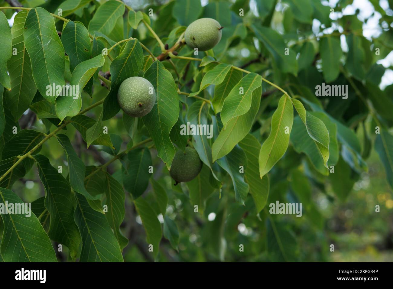 Noci che crescono in un noce secolare nell'area ricreativa di Fuente de Mariola, Bocairente, Spagna Foto Stock