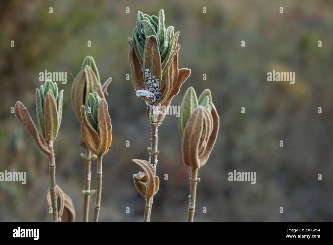 Rosa di roccia pianta cistus albidus malato e infestato da calcare di cottone Planococcus citri, Bocairente, Spagna Foto Stock