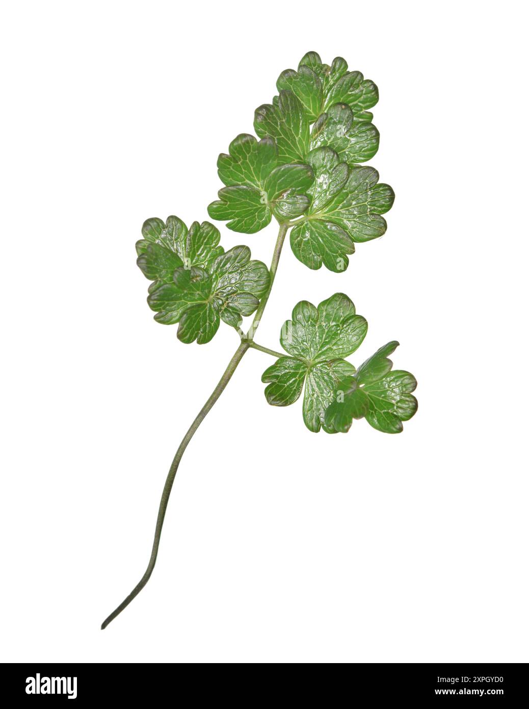 Alpine Meadow-rue - Thalictrum alpinum Foto Stock