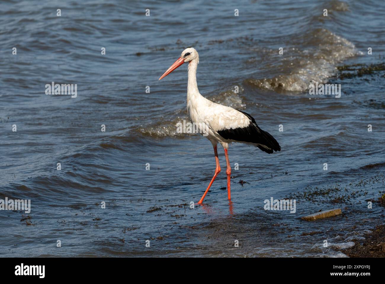 Caccia aggraziata: Uccelli cicogne bianche in acqua sul lago durante le vacanze - Summertime Vibes. Ciconia Ciconia Foto Stock