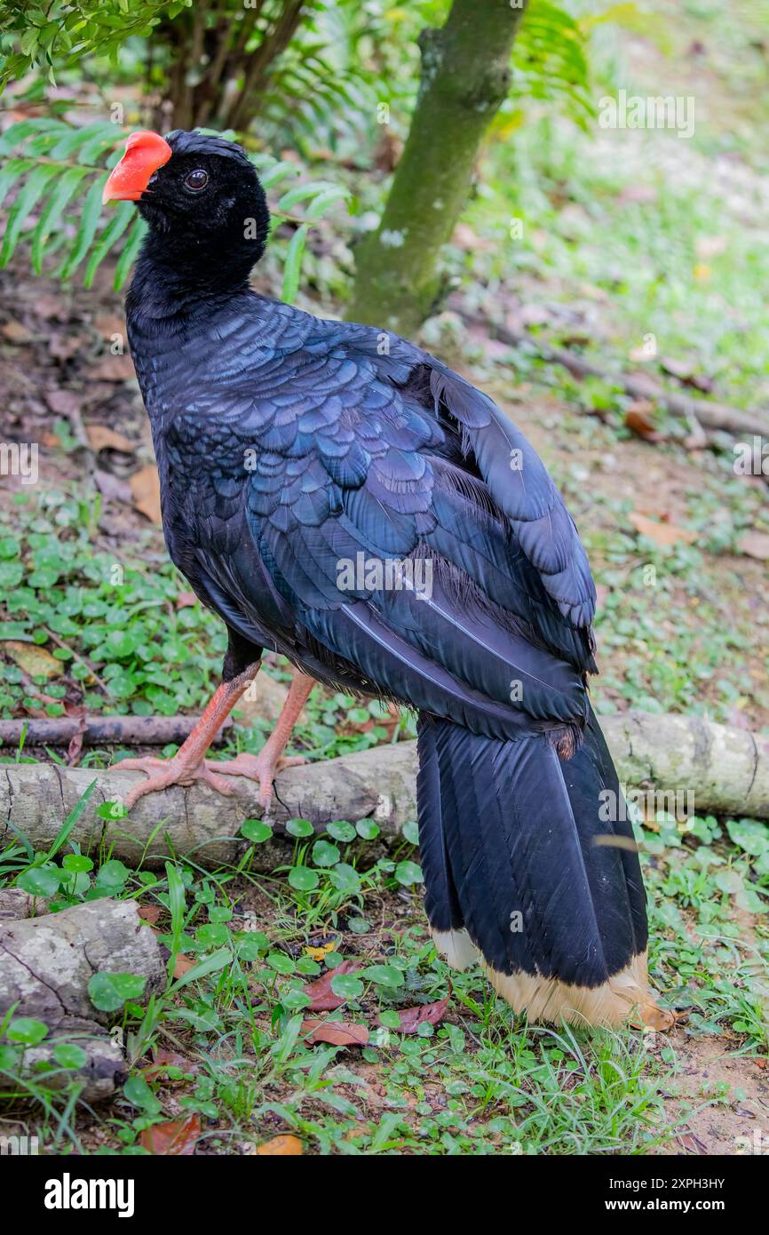 Il curassow a becco di rasoio (Mitu tuberosum) è una specie di uccello della famiglia Cracidae, chachalacas, guans e curassows. Si trova in Bolivia, Foto Stock