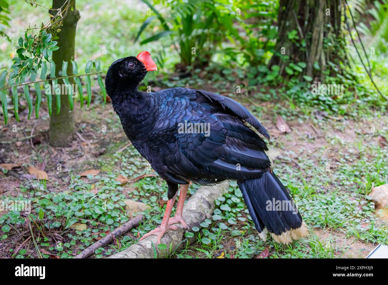 Il curassow a becco di rasoio (Mitu tuberosum) è una specie di uccello della famiglia Cracidae, chachalacas, guans e curassows. Si trova in Bolivia, Foto Stock