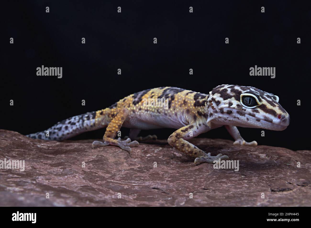 Eublepharis è un genere di geckos terrestri originario dell'Asia orientale e sud-occidentale, chiamato anche geckos leopardo. Fotografato a Reasi, Jammu. Foto Stock