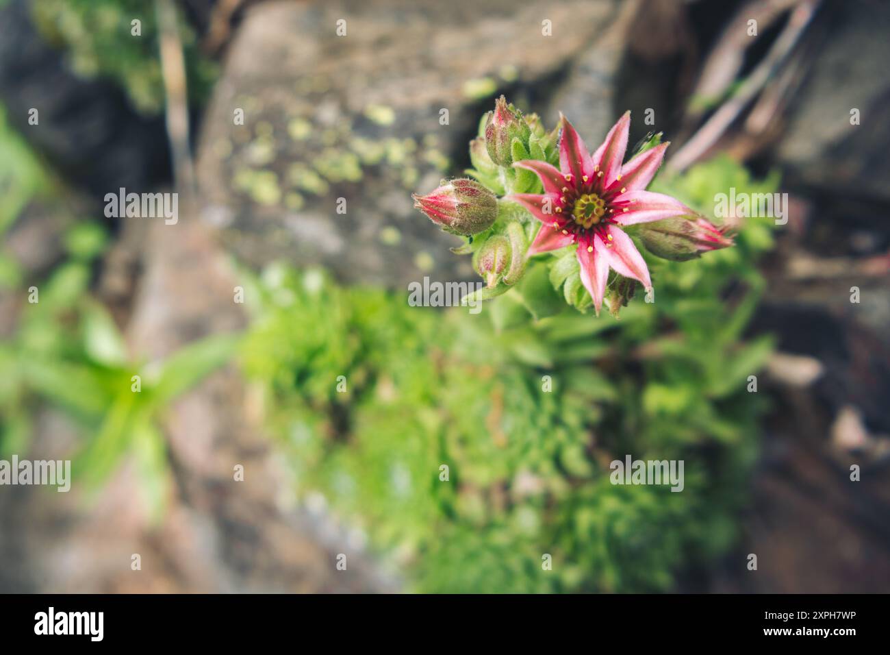 fiore a stella Foto Stock