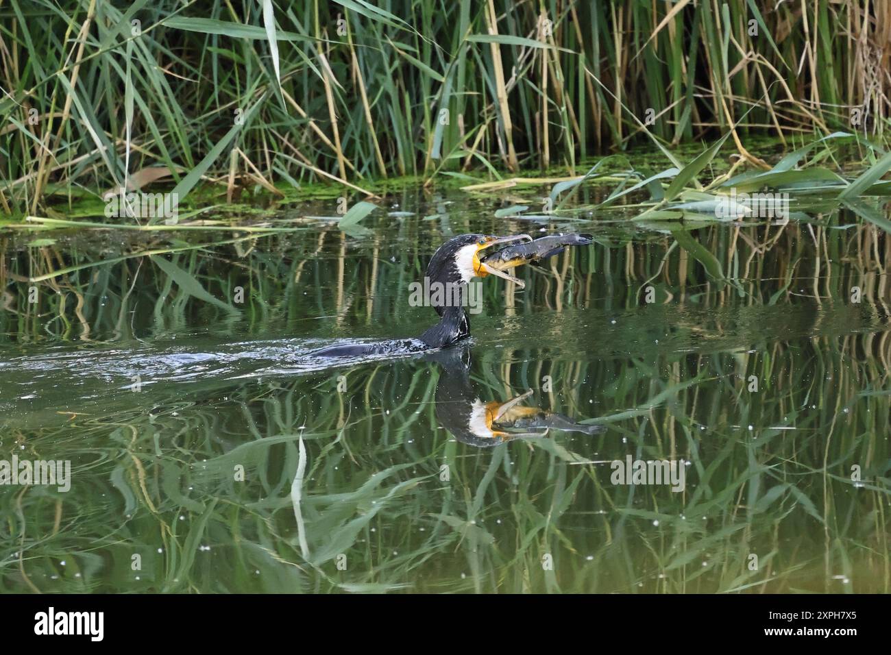 Kormoran jagt einen Fisch Foto Stock