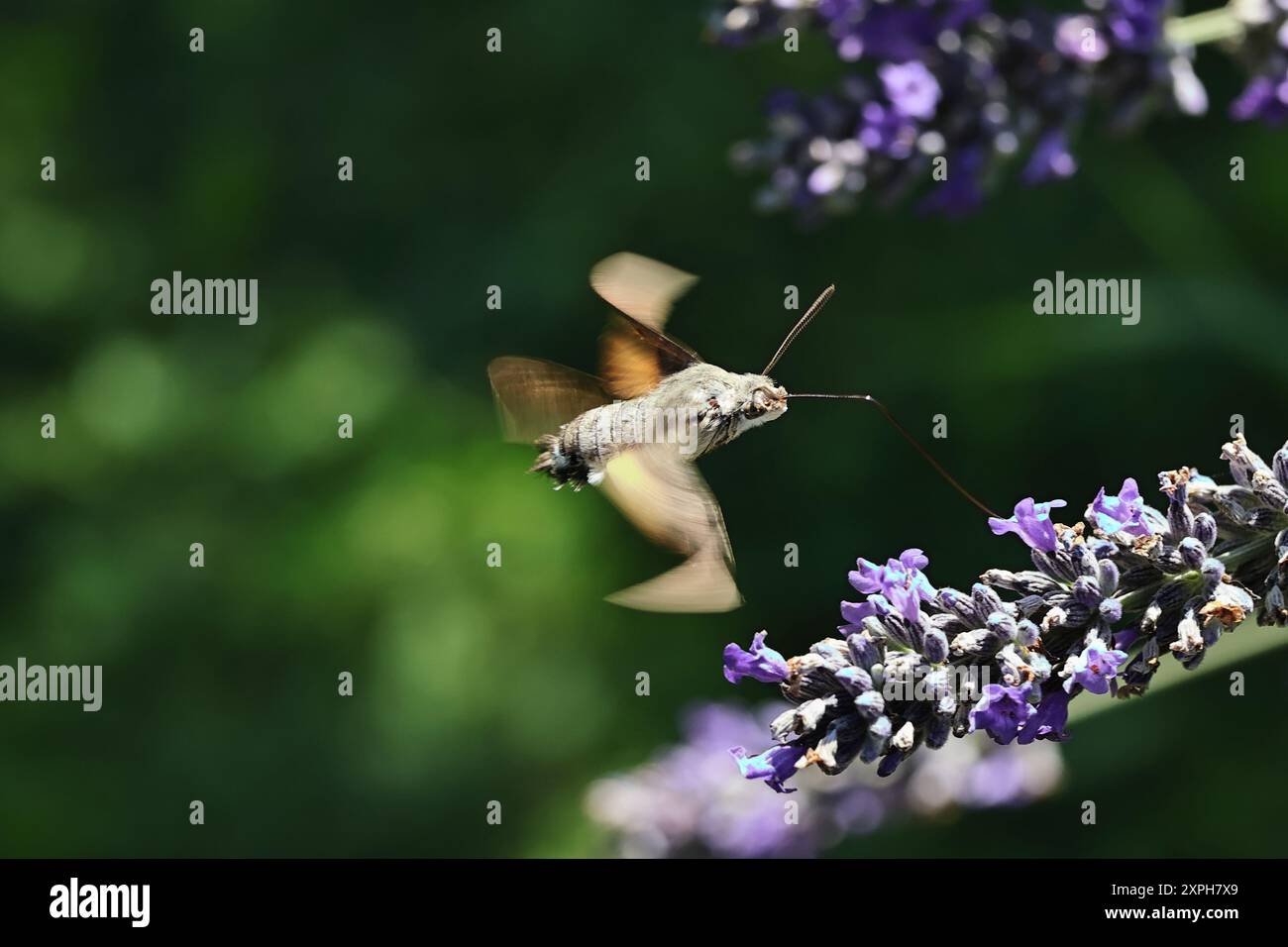 Taubenschwaenzchen im Flug auf Lavendel Foto Stock