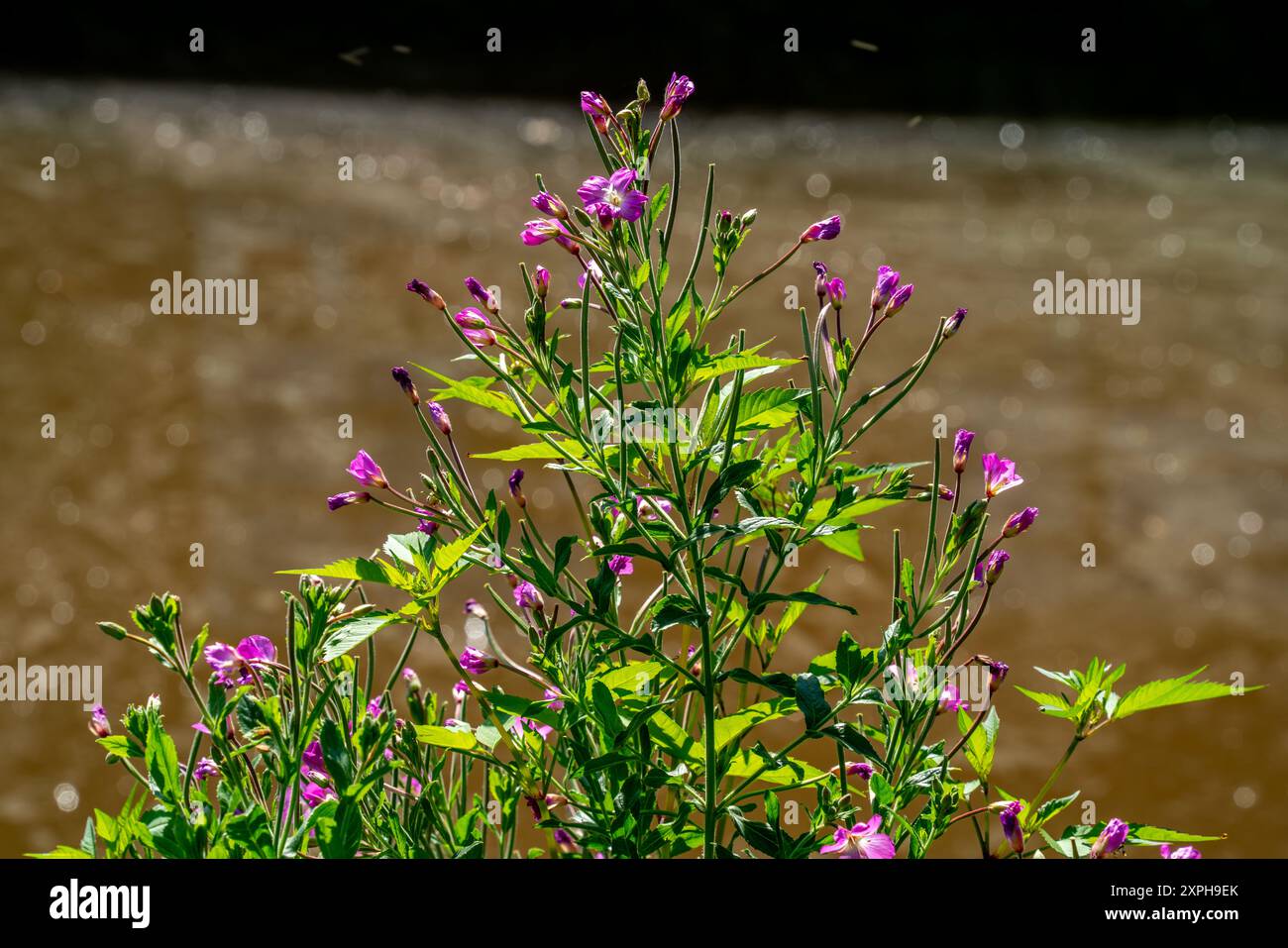 Primo piano di Rosebay WilloPew (Epilobium angustifolium) Foto Stock