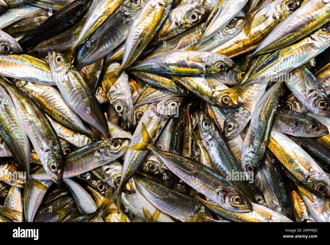 Primo piano di sardine fresche catturate in un mercato del pesce di Istanbul, Turchia Foto Stock