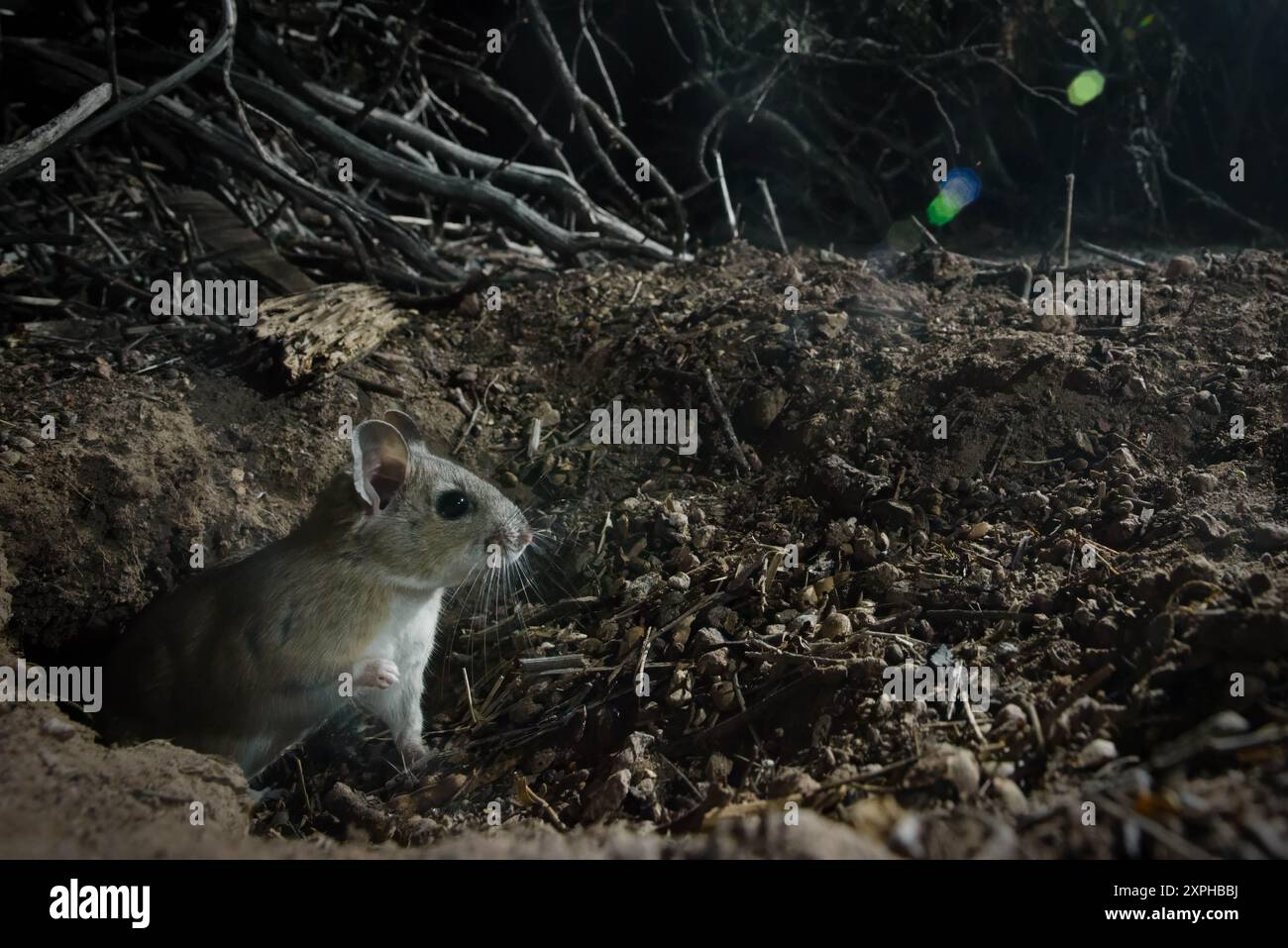 Woodrat, contea di Socorro, New Mexico, USA. Foto Stock