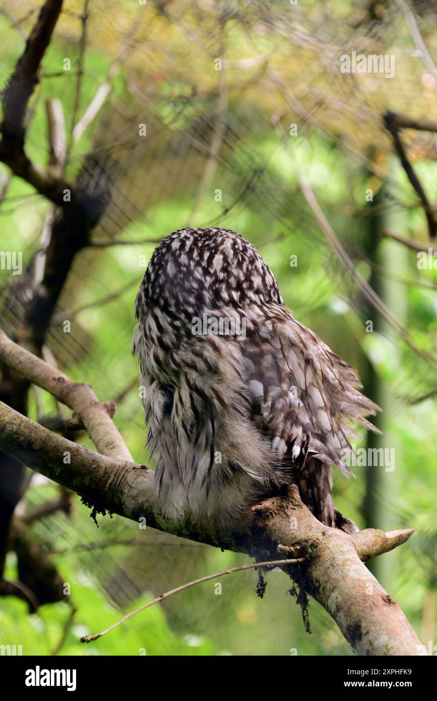 La vista posteriore di un gufo di Urale in un albero allo zoo di Paignton. Foto Stock