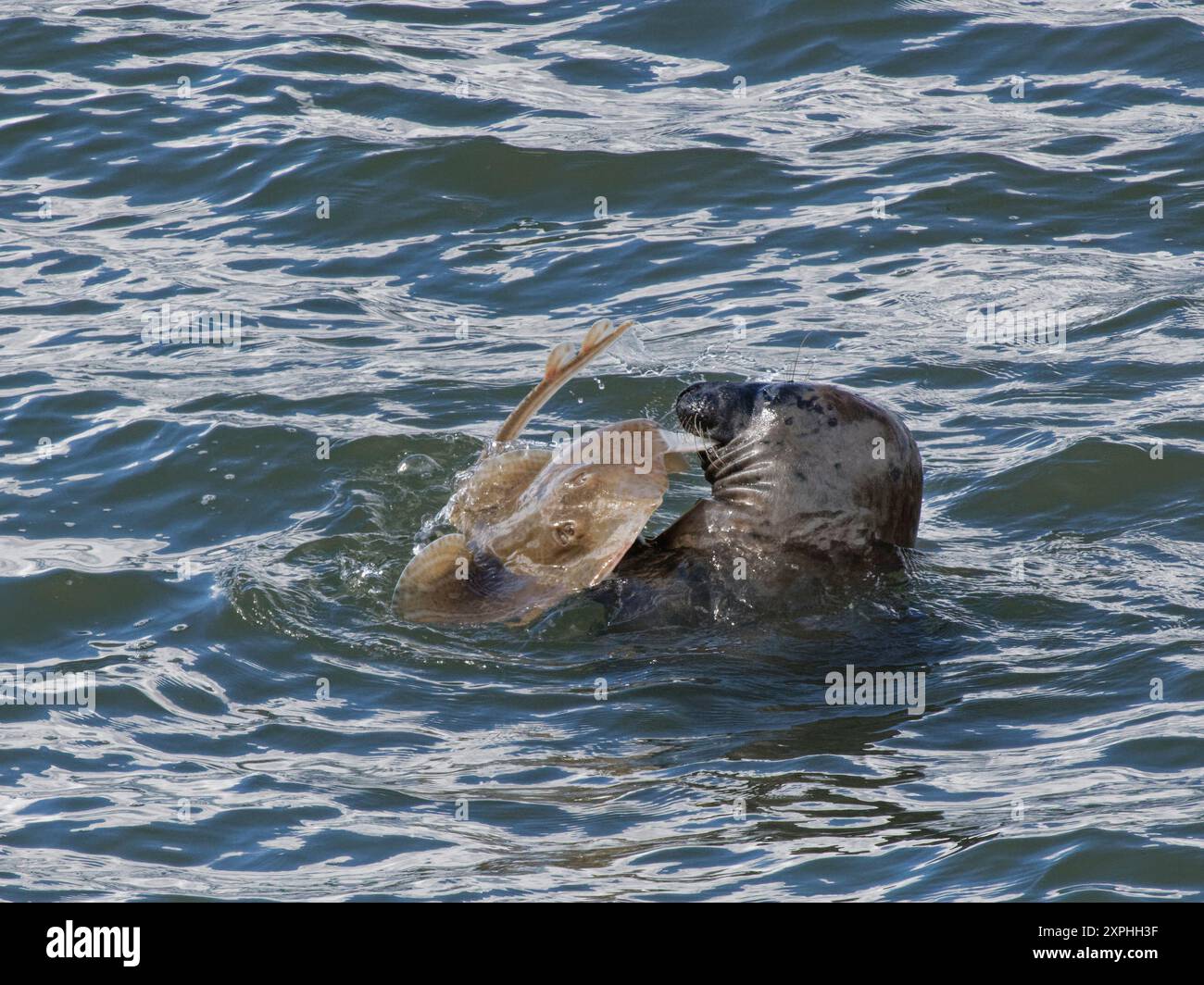 La foca grigia (Halichoerus grypus) usa le sue pinne per tenere un raggio dagli occhi piccoli (Raja microocellata) mentre lacera la carne dalla parte inferiore morbida del pesce, Regno Unito. Foto Stock