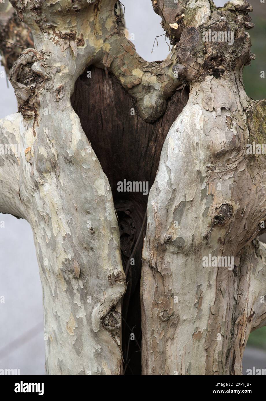 foro a forma di cuore nel tronco dell'albero piano (platanus) Foto Stock