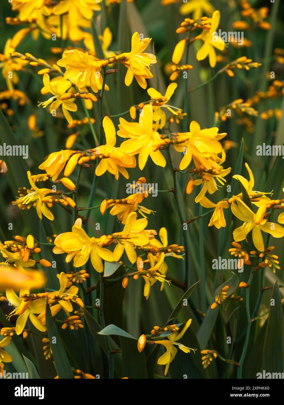 Fiori gialli contro il fogliame bronzato dell'estate che fiorisce resistente perenne, Crocosmia 'Solfaterre' Foto Stock