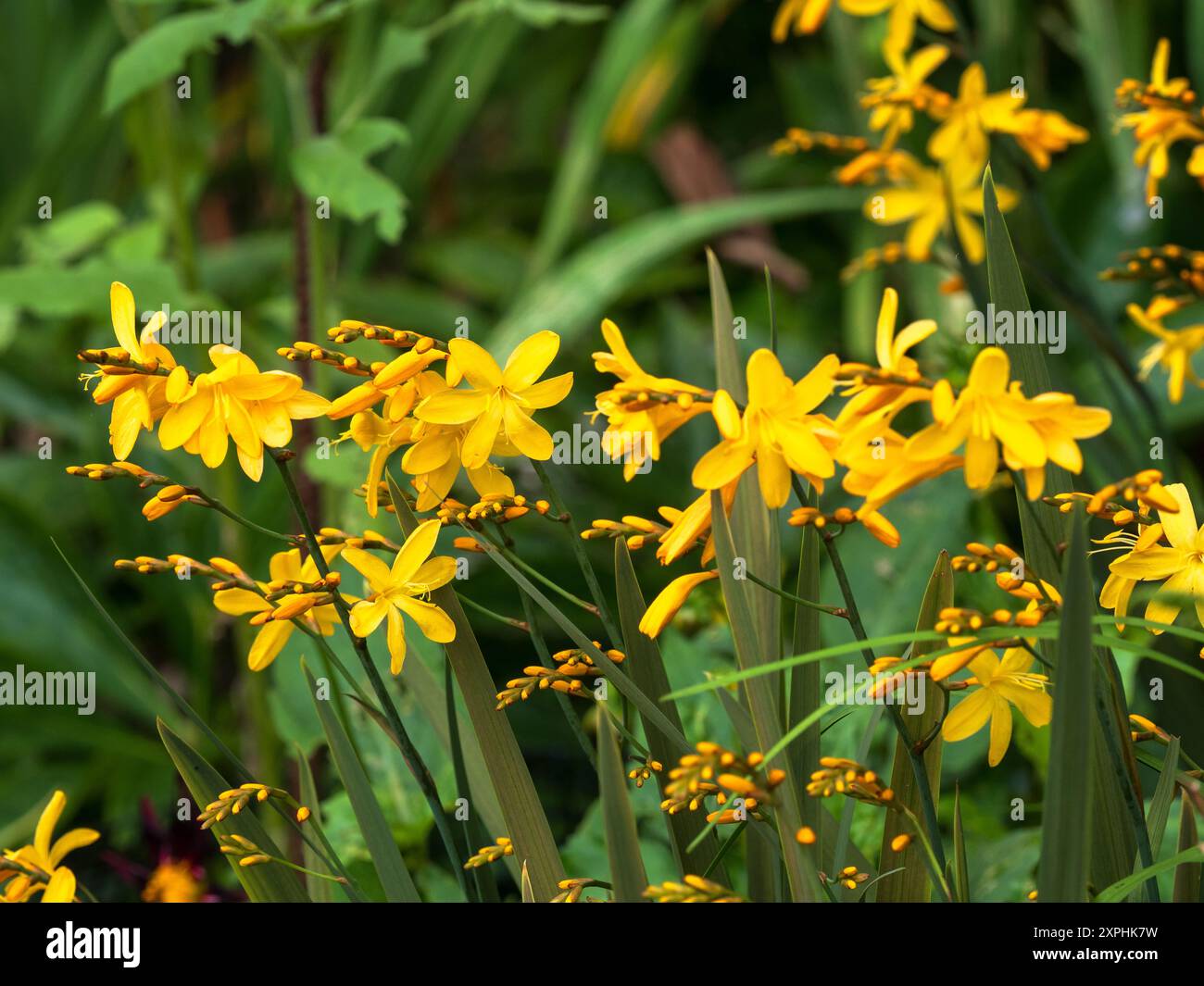 Fiori gialli contro il fogliame bronzato dell'estate che fiorisce resistente perenne, Crocosmia 'Solfaterre' Foto Stock