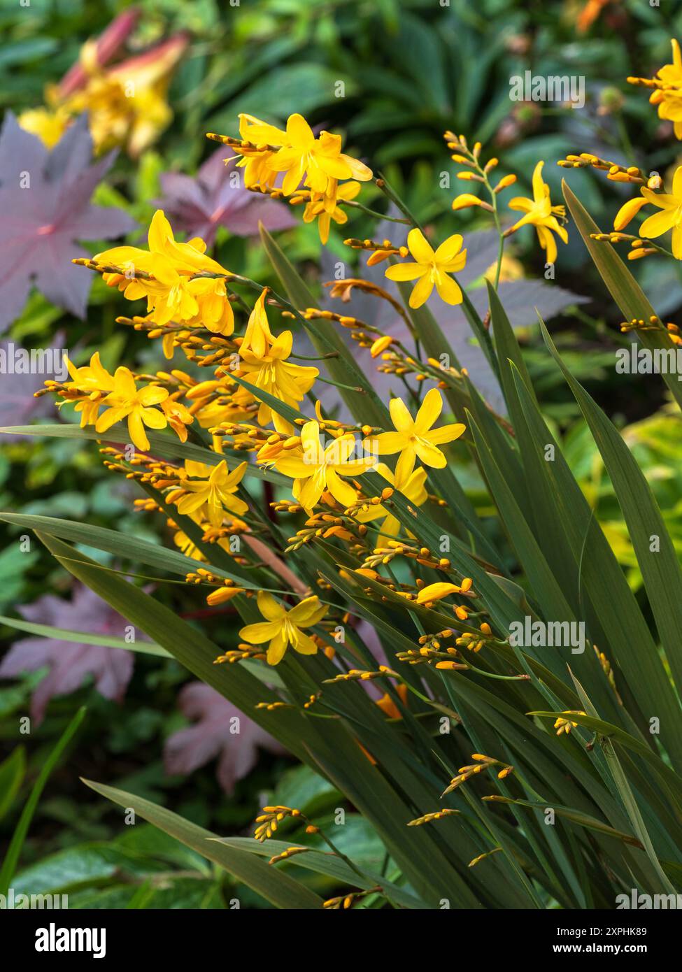 Fiori gialli contro il fogliame bronzato dell'estate che fiorisce resistente perenne, Crocosmia 'Solfaterre' Foto Stock