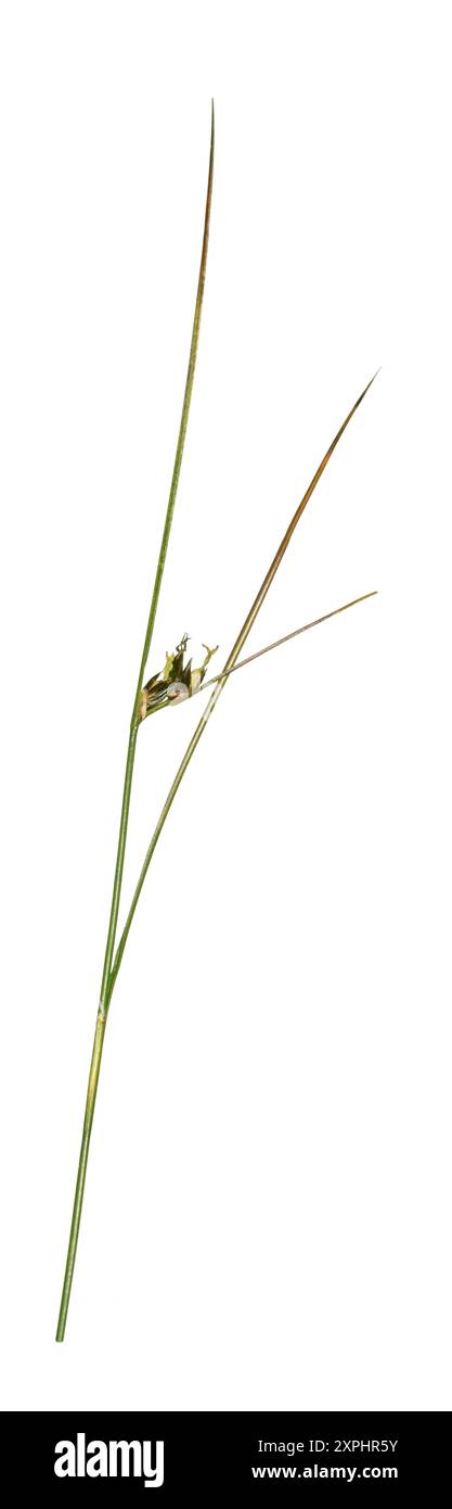 Rush a tre foglie - Juncus trifidus Foto Stock