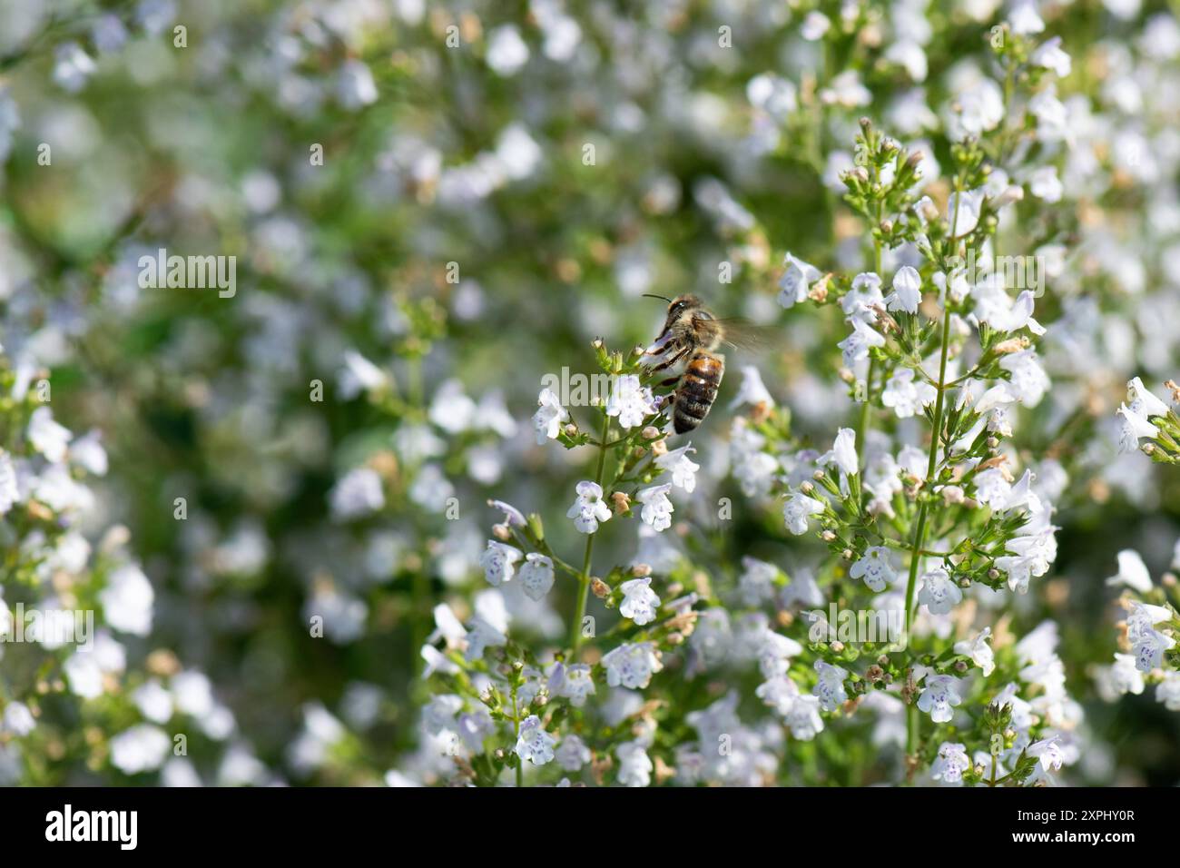 Die kleinblütige Bergminuze Calamintha nepeta zieht mit seinen weissen Blüten Bienen und andere Insekten AN. Insektenfreundliche Stauden *** la piccola zecca di montagna fiorita Calamintha nepeta attrae api e altri insetti con i suoi fiori bianchi perenni a misura di insetti 20240806-DSC 3445 Foto Stock