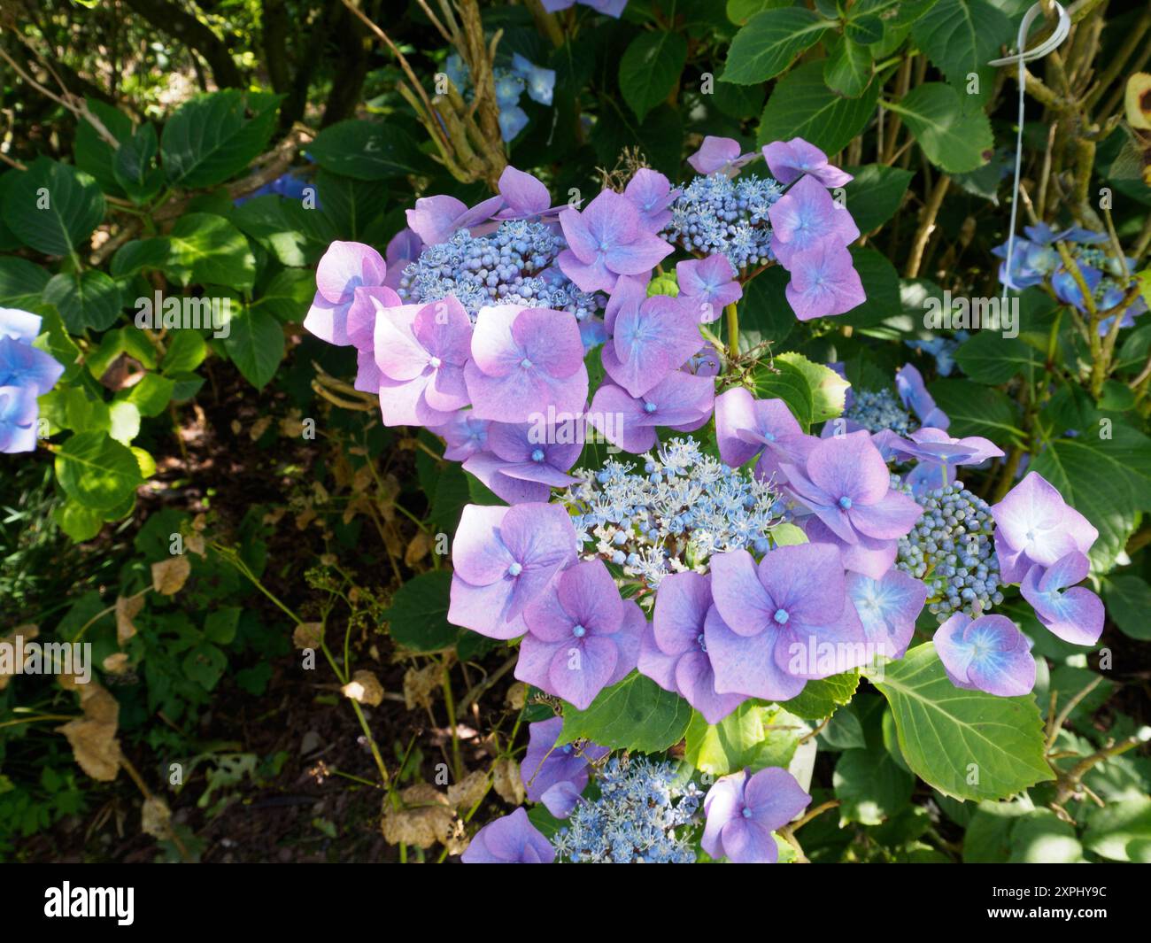 Hydrangea macrophylla "Taube" Foto Stock