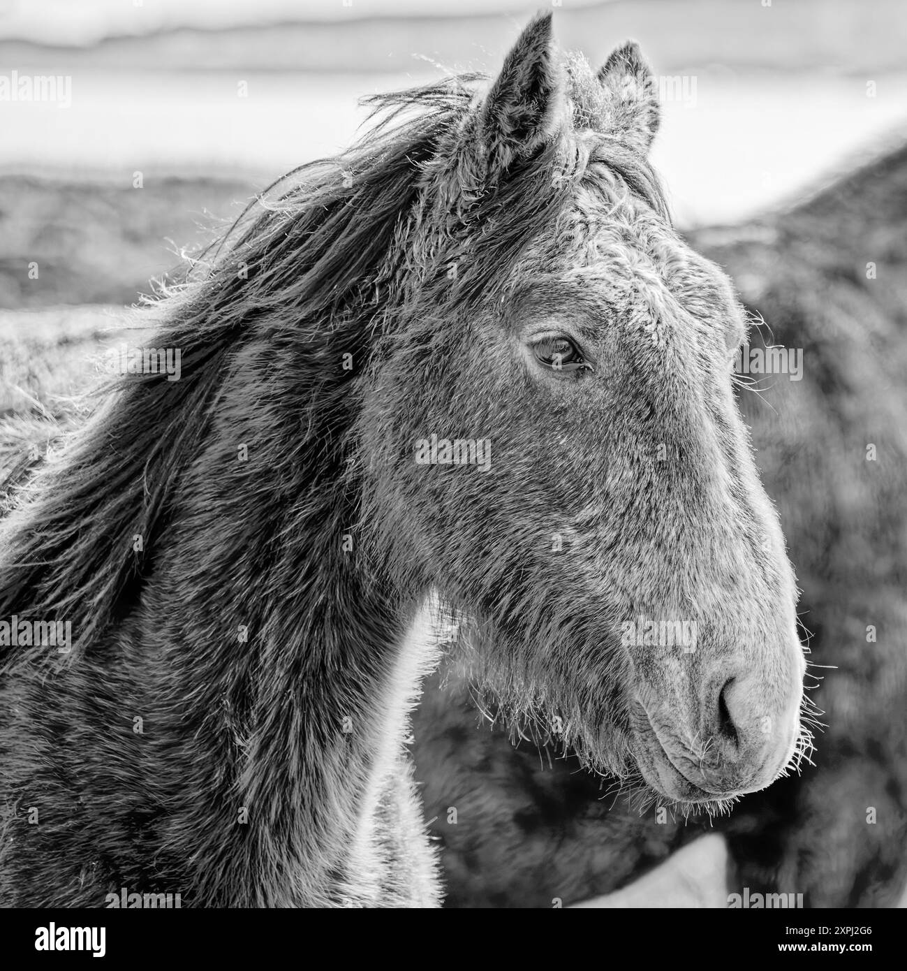 Un cavallo con la faccia sporca e i capelli lunghi. Il cavallo sta guardando la telecamera. L'immagine ha un aspetto un po' cupo e un po' cupo. Foto Stock