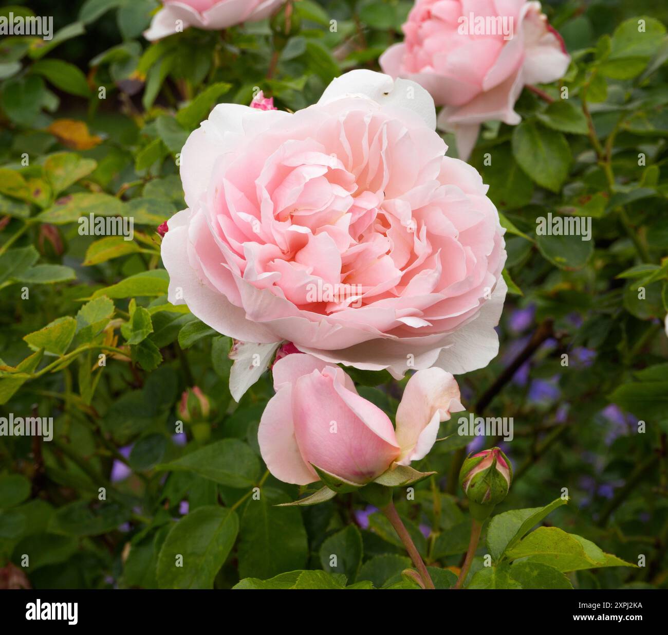 Rosa Wild Eve Foto Stock