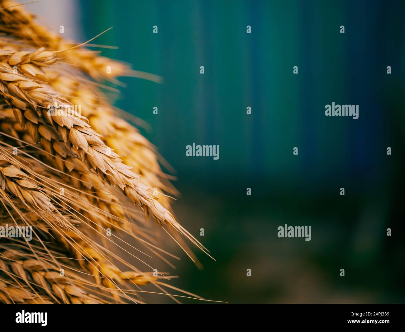 Un'immagine che si concentra sugli intricati motivi e trame formati da grani maturi raggruppati, ideale per la commercializzazione di prodotti cerealicoli. Foto Stock