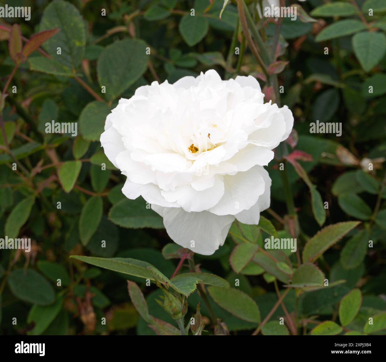 Rosa Susa Williams-Ellis Foto Stock