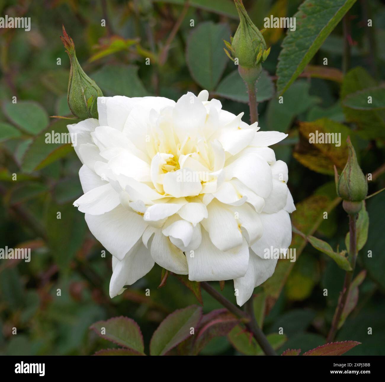 Rosa Susa Williams-Ellis Foto Stock