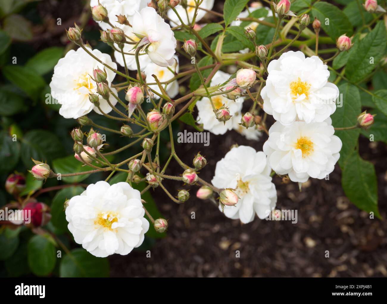 Rosa Francine Austin Foto Stock