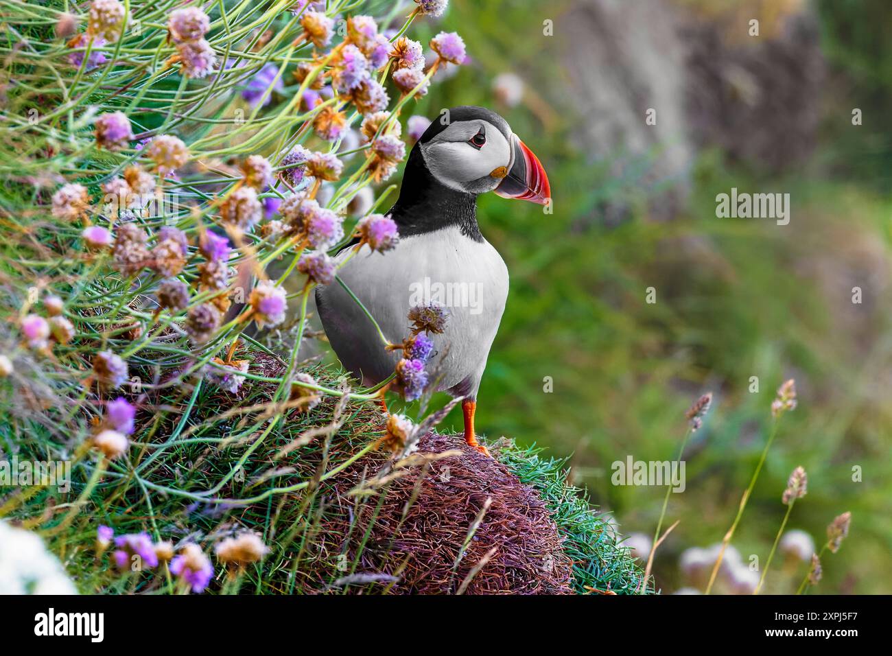 Puffin atlantica in erba marina sulle scogliere di Bullers of Buchan, Scozia Foto Stock