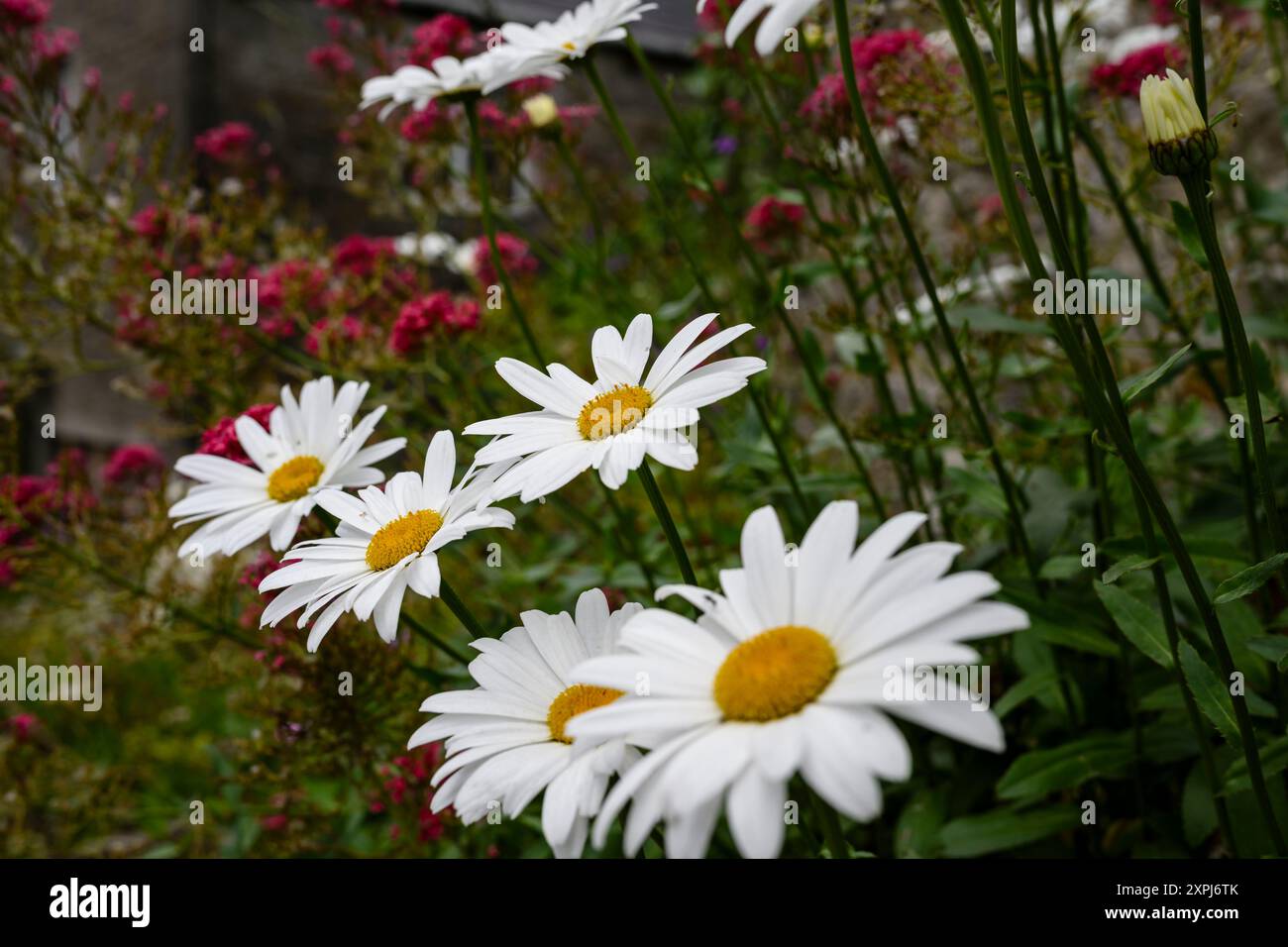 Grassington Yorkshire Regno Unito - 27 luglio 2024. Margherite bianche che fioriscono tra fiori selvatici rosa in un lussureggiante giardino Foto Stock
