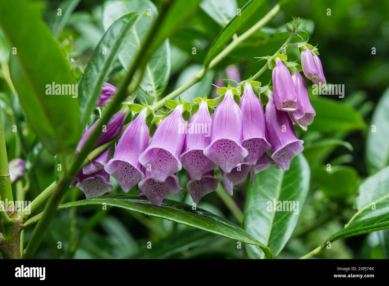 I fiori di Foxglove (digitalis purpurea) crescono attraverso un cespuglio di rododendro Foto Stock