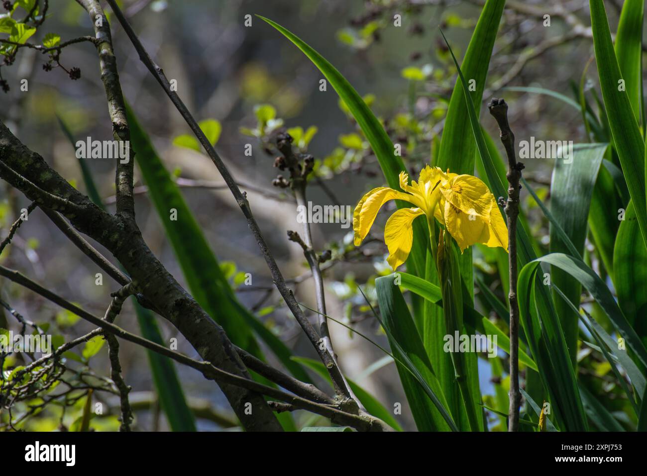 Un unico Iris giallo (Iris pseudacorus), noto anche come bandiera gialla, bandiera gialla o bandiera acquatica che cresce nel sottobosco del castello di Elvaston Country P. Foto Stock