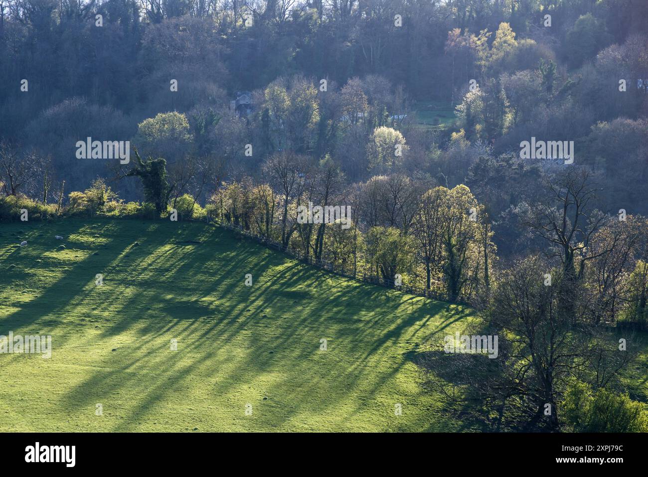 Lunghe ombre serali gettate da alberi su un crinale erboso a Matlock, Debyshire, East Midlands, Inghilterra, Regno Unito Foto Stock