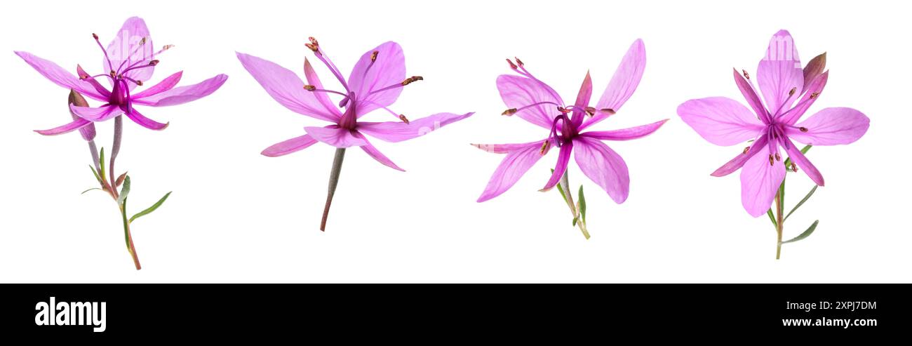 Rosa alpina fiori willowherb isolato su bianco Foto Stock