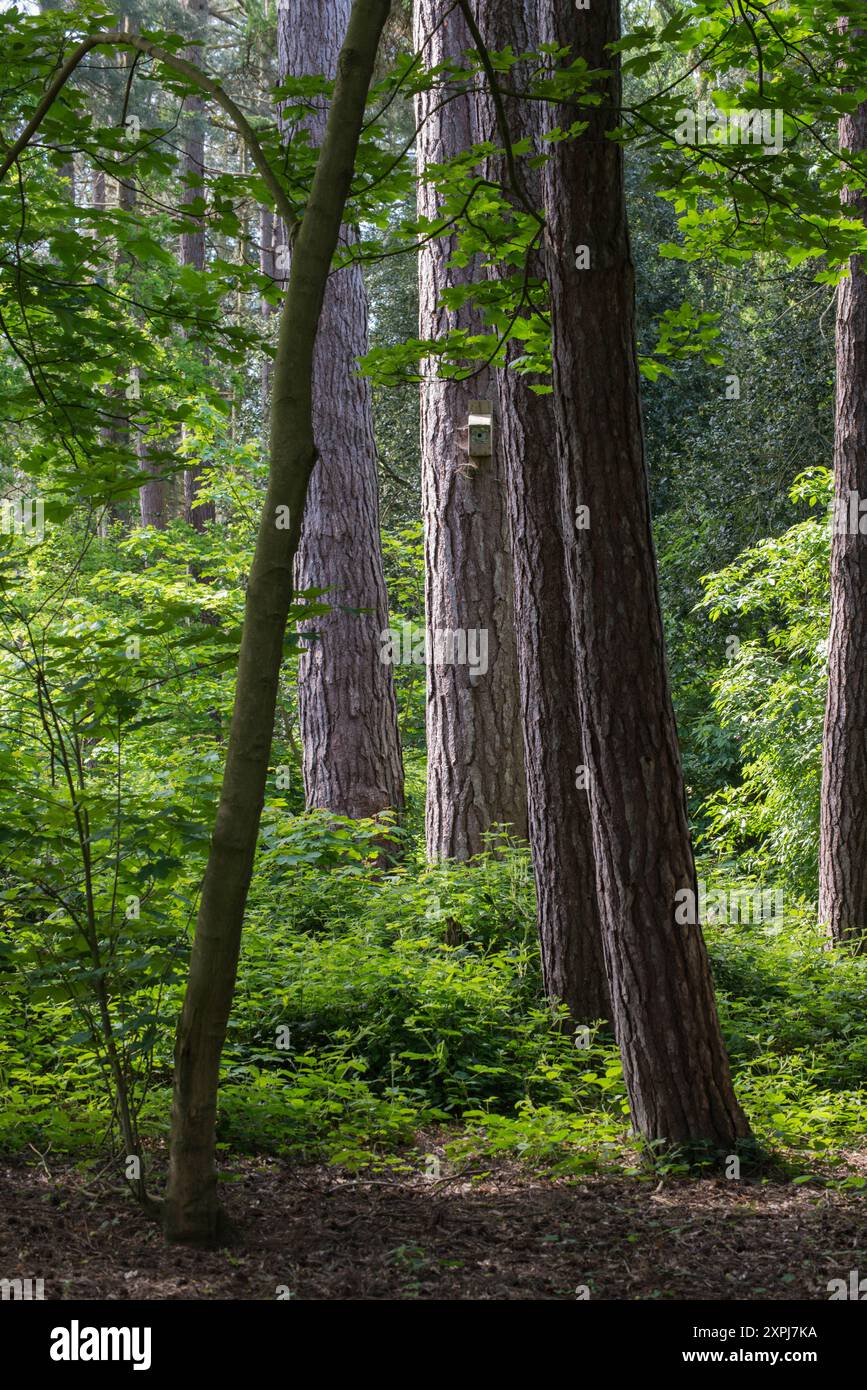 Un nido di uccelli su un albero nel bosco di Elvaston Castle Country Park, Elvaston, Derbyshire, East Midlands, Inghilterra, REGNO UNITO Foto Stock