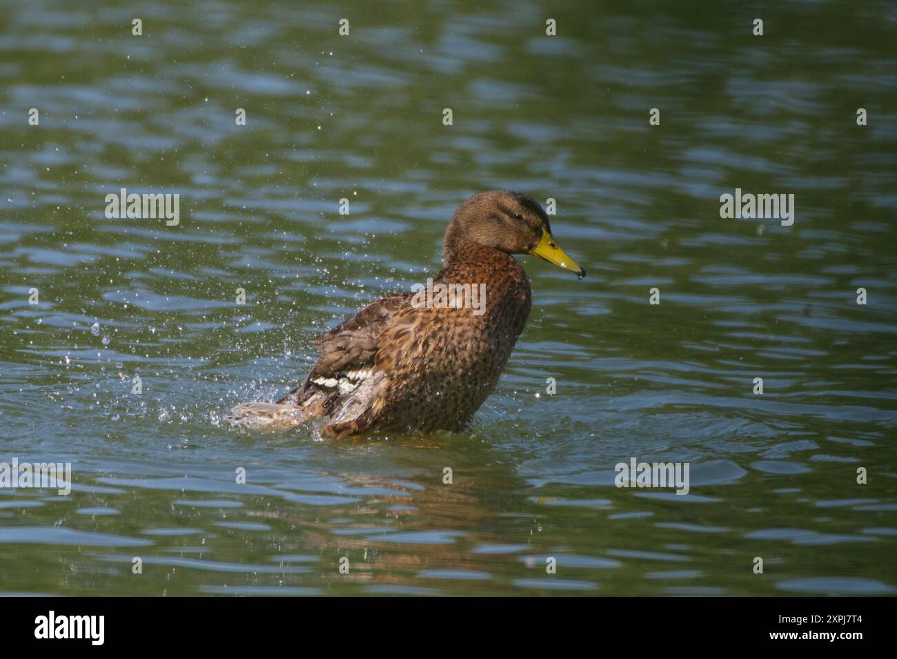 Un paio di anatre che nuotano su uno stagno Foto Stock