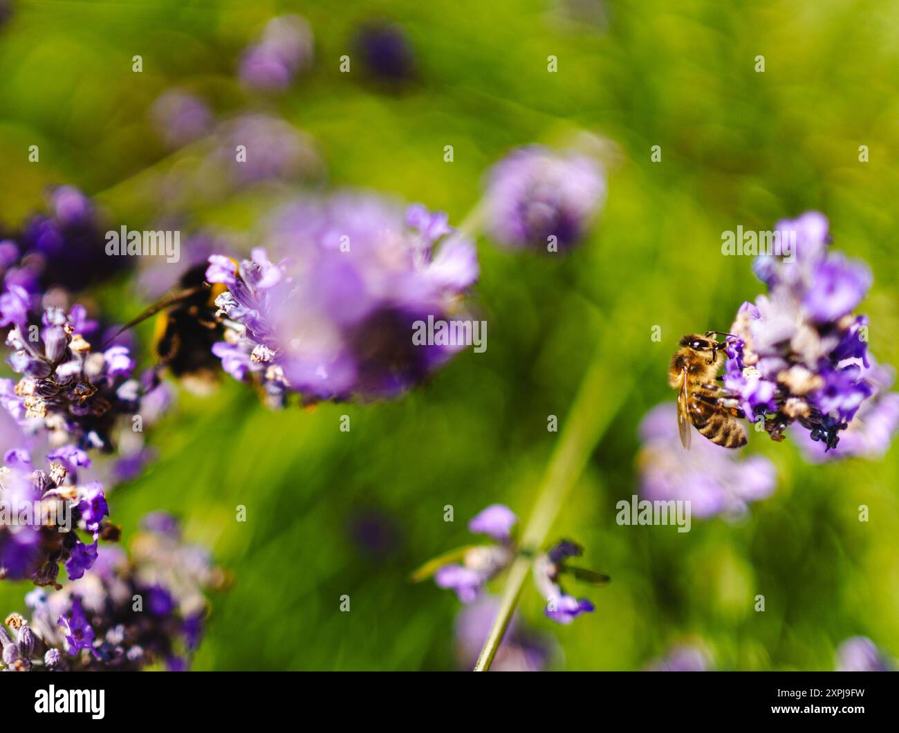Bumblebee estivo che raccoglie il polline dalla lavanda Foto Stock