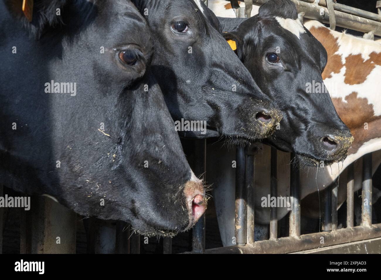 Oosterzele, Belgio. 6 agosto 2024. Le mucche si vedono durante: Una visita di un veterinario in una fattoria con alcuni animali toccati dal virus che causa la malattia della febbre catarrale degli ovini, a Scheldewindeke, Oosterzele, martedì 06 agosto 2024. La febbre catarrale degli ovini è una malattia virale non contagiosa che colpisce i ruminanti (principalmente bovini e ovini, ma anche capre, camelidi e ruminanti selvatici). È trasmesso da diptera del genere Culicoides. BELGA FOTO NICOLAS MAETERLINCK credito: Belga News Agency/Alamy Live News Foto Stock