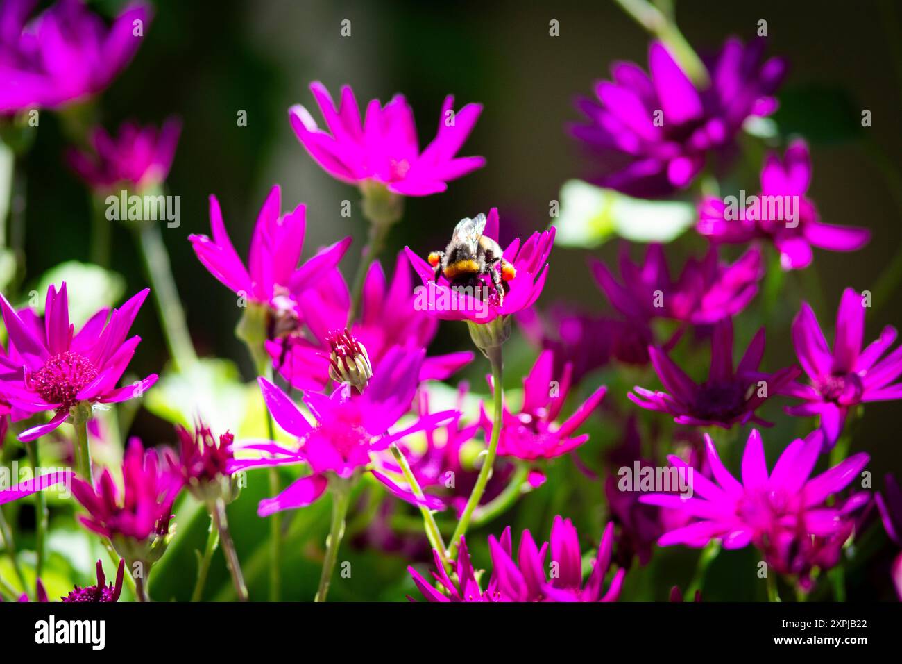 Aschenblume 2 Foto Stock