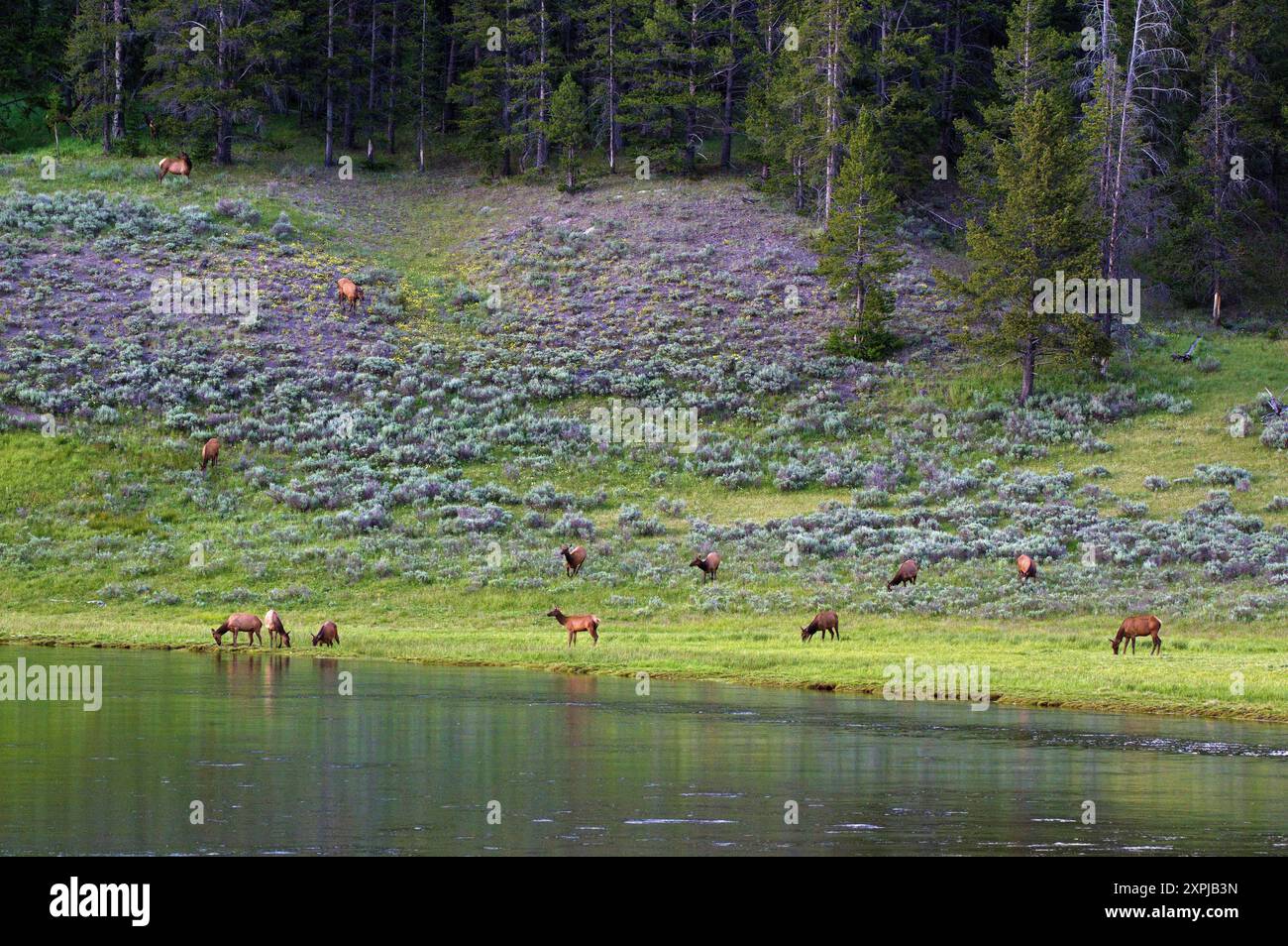 Elk sul fiume Yellowstone, parco nazionale di Yellowstone, Wyoming Foto Stock