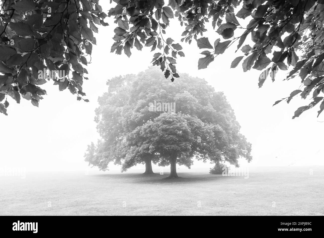 Northampton, Regno Unito. Una mattina nebbiosa ad Abington Park, Northamptonshire, Inghilterra, Regno Unito. Foto Stock