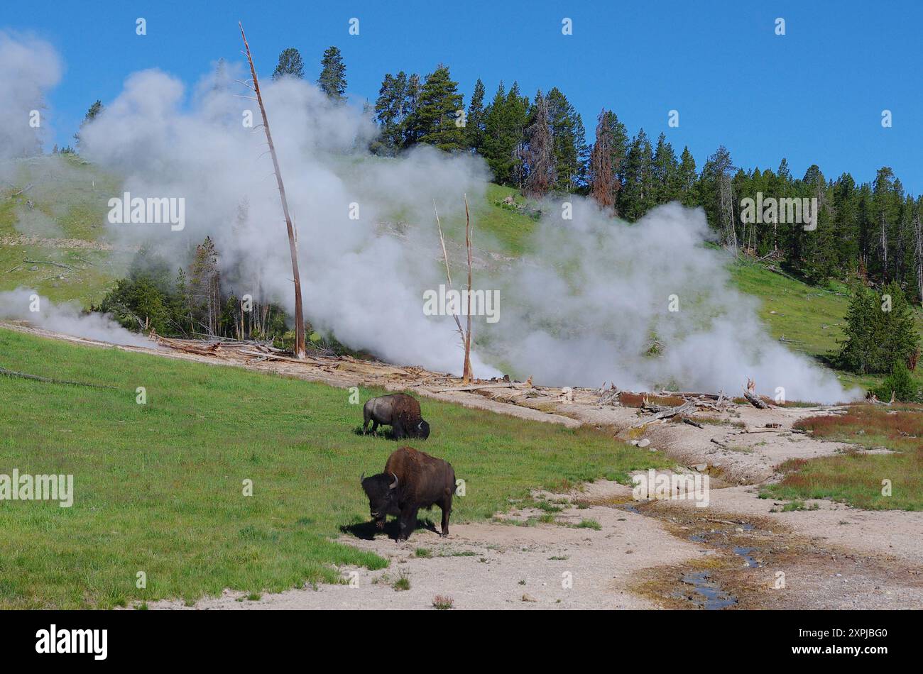 Bison nell'area del vulcano fango, parco nazionale di Yellowstone Foto Stock