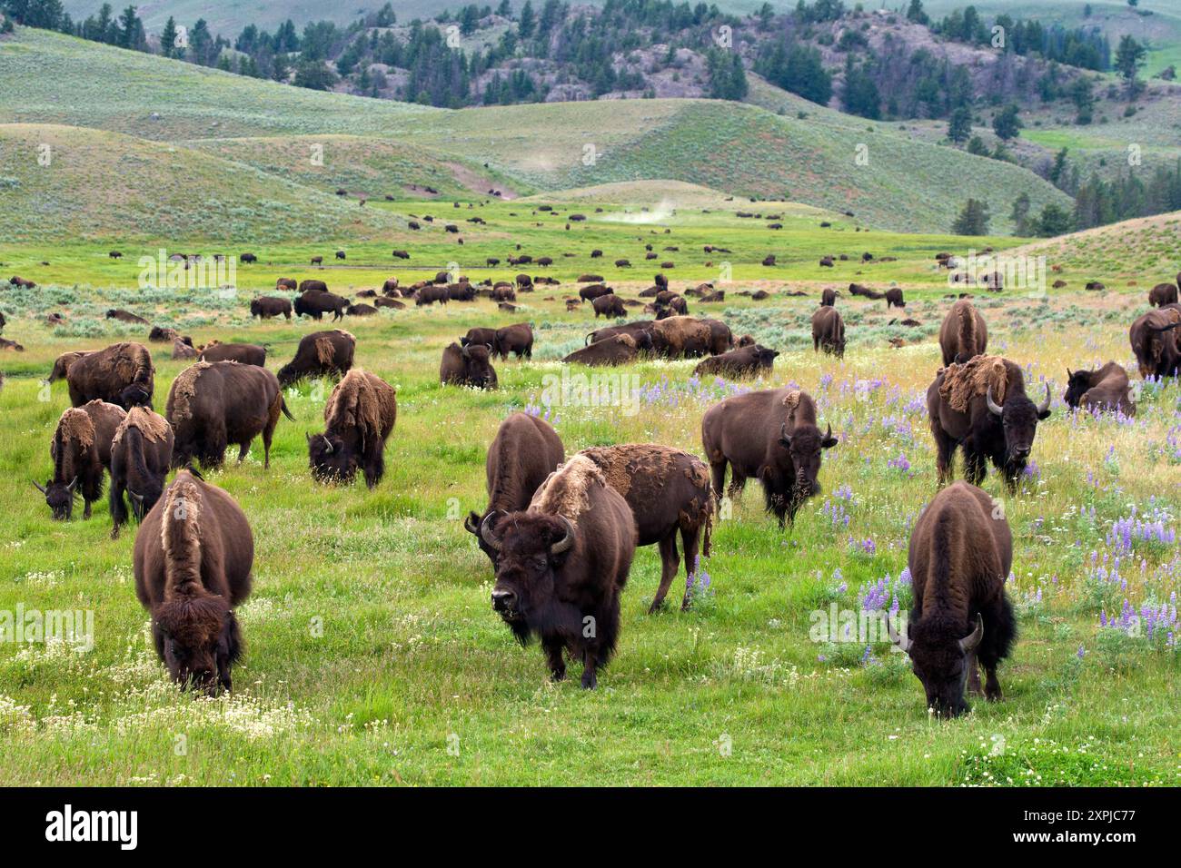 Branco di bufali nel parco nazionale di Yellowstone, Wyoming Foto Stock