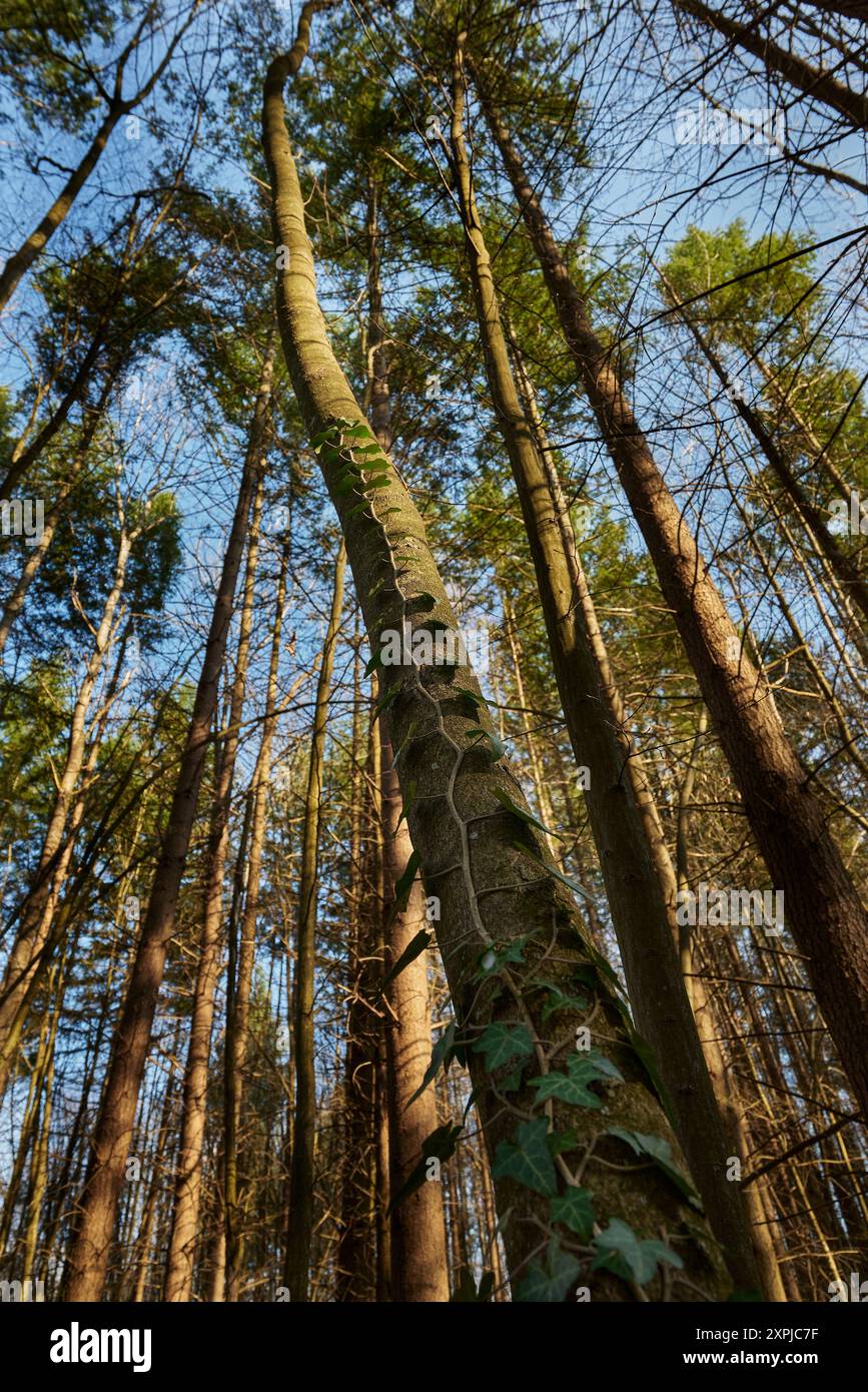 Edera che cresce sul tronco di un albero alto. Luci e ombre nella foresta del Parco Nazionale Nera Beusnita Foto Stock