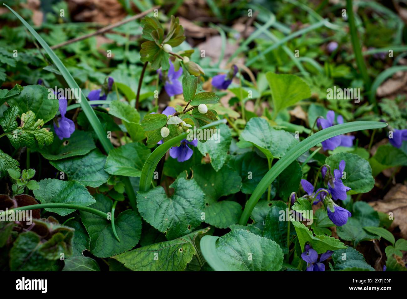 Isopyrum thalictroide tra foglie verdi e Viola odorata viola, viola dolce nel Parco Nazionale di Nera Beusnita Foto Stock