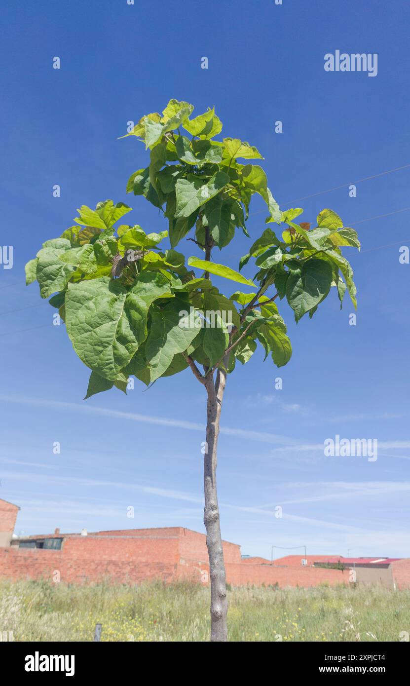 Giovane albero di catalpa o catawa. Hyal apprezzava la specie per la sua capacità di fornire ombra Foto Stock