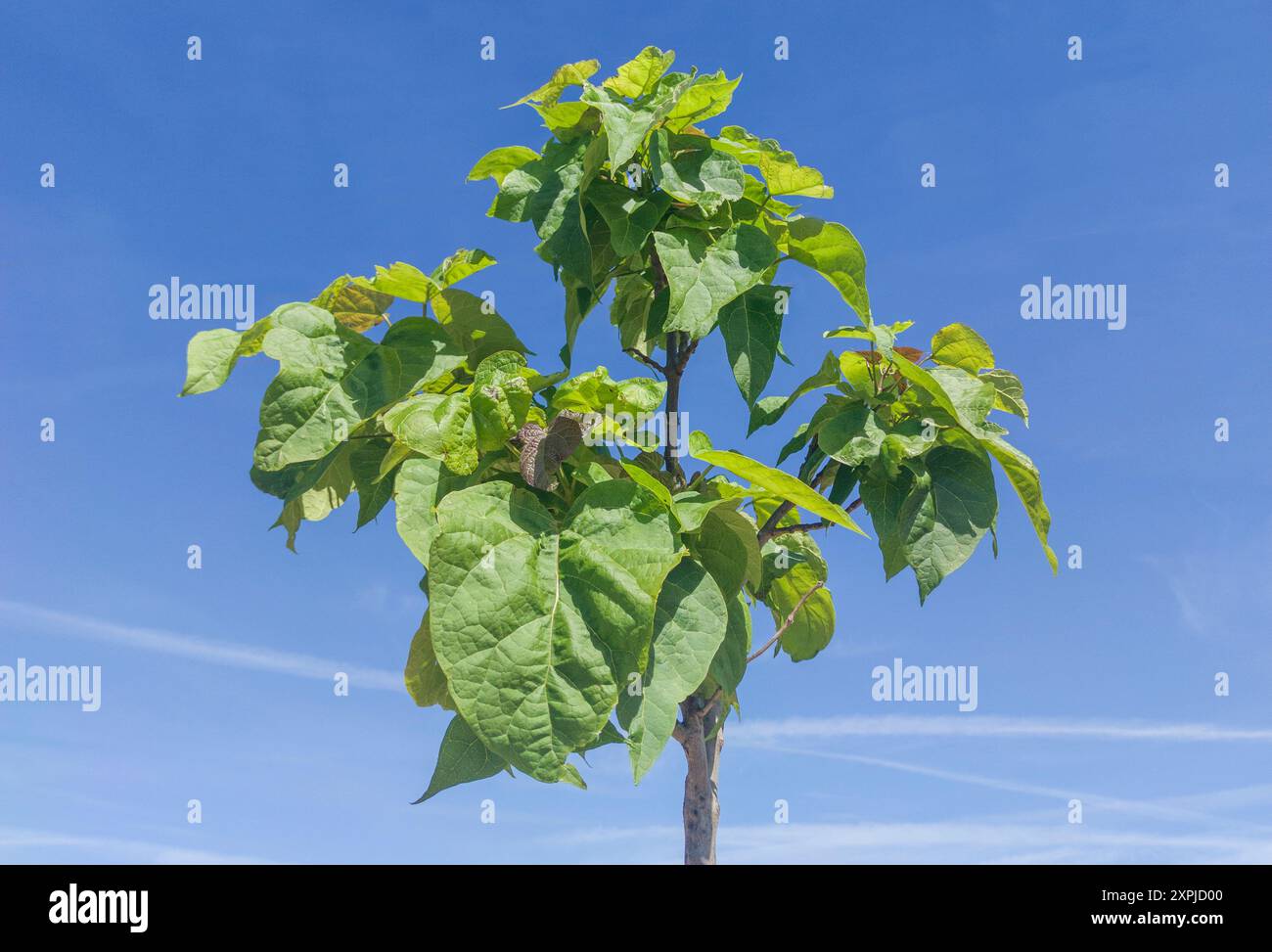 Giovane albero di catalpa o catawa. Hyal apprezzava la specie per la sua capacità di fornire ombra Foto Stock