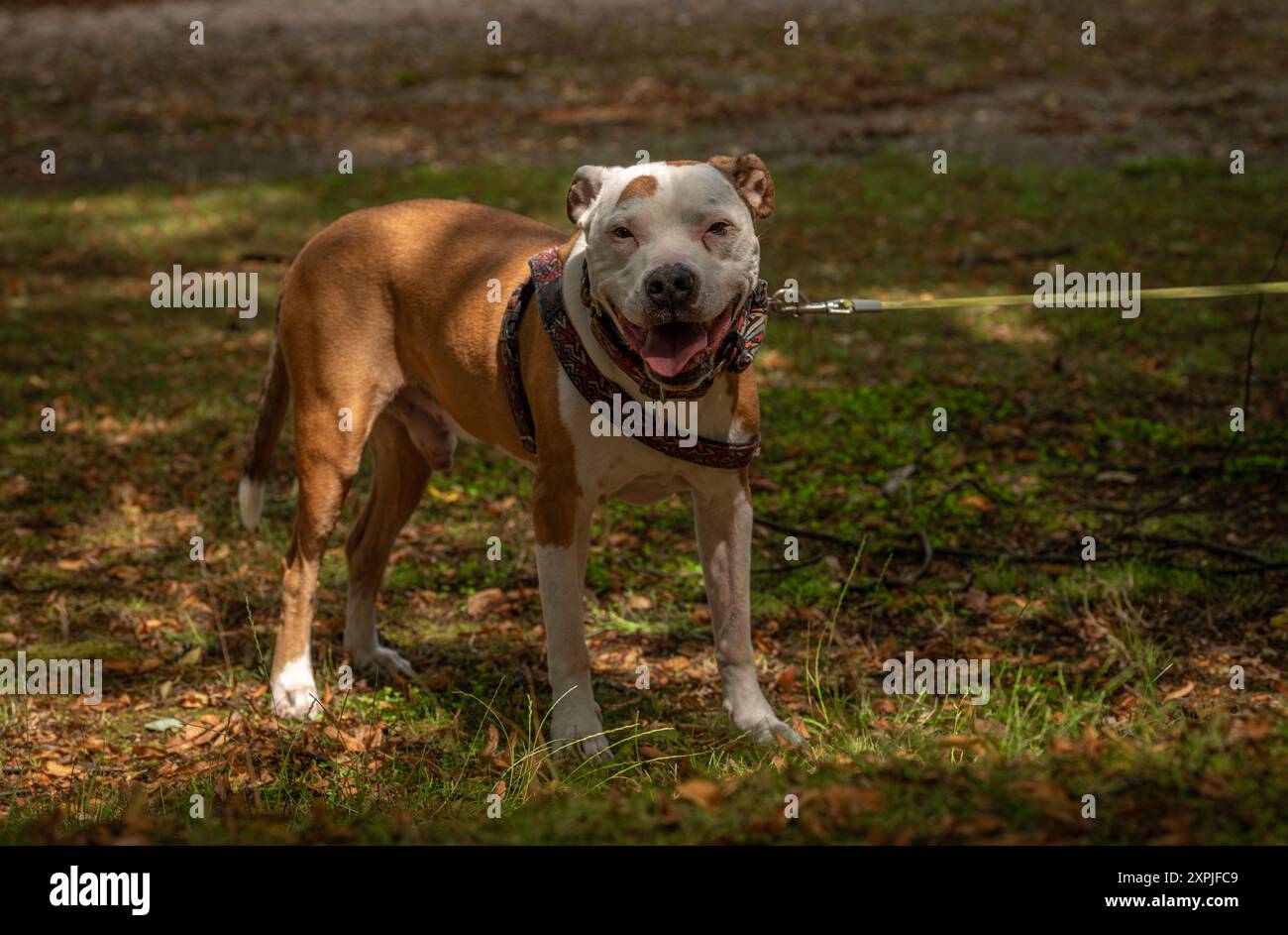 Cane da toro bianco arancio nel parco in estate, caldo giorno di sole Foto Stock