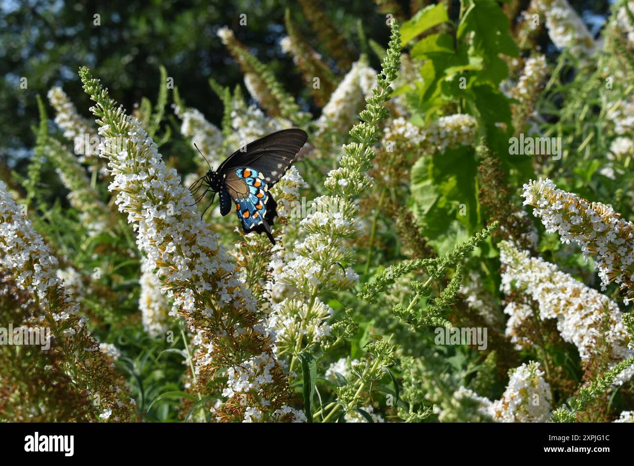 Farfalla di coda di rondine nera e blu su un cespuglio di farfalla bianca Foto Stock
