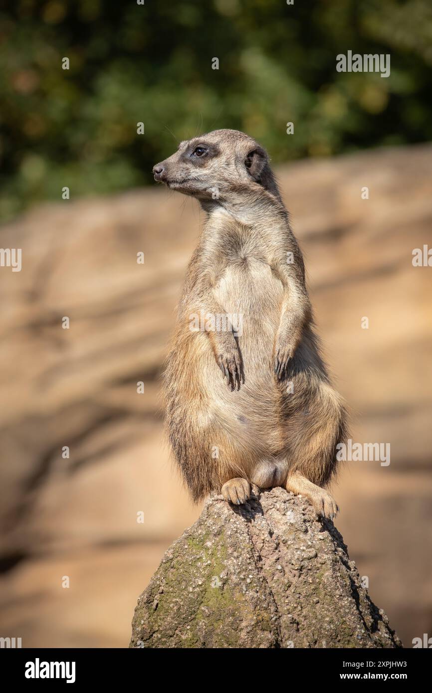 Grazioso Ritratto di Furry Meerkat in piedi sulla roccia nello zoo. Bassa profondità del campo di allerta Suricate nel giardino zoologico. Foto Stock